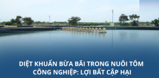 Diệt khuẩn bừa bãi trong nuôi tôm công nghiệp: Lợi bất cập hại